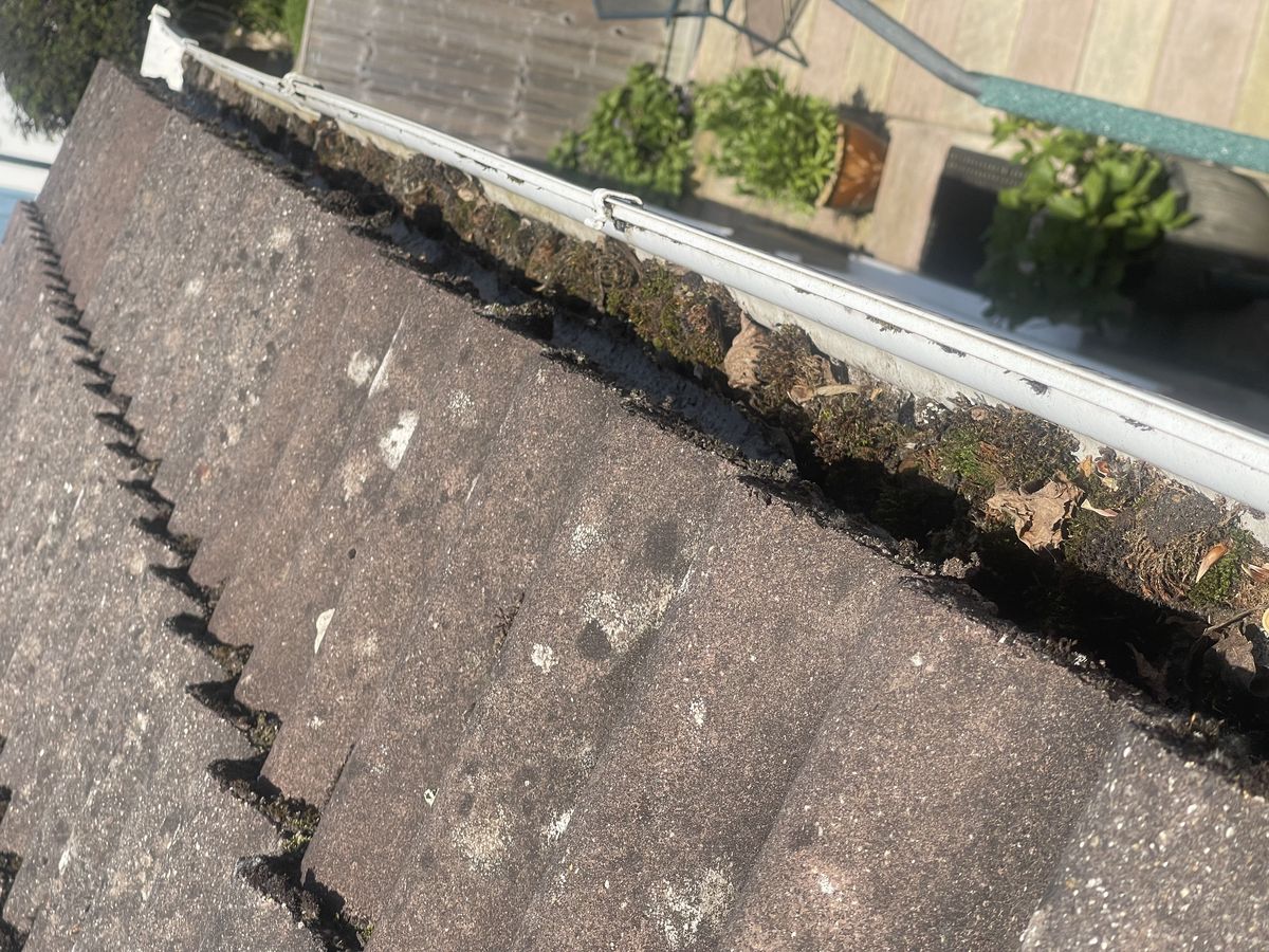 Blocked gutter packed with moss and debris before cleaning in Watford